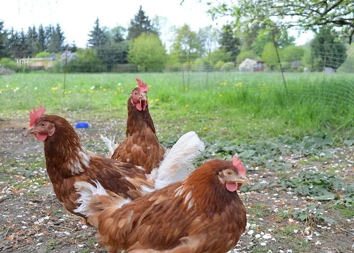 Berggasthof Koitsche Im Naturpark Zittauer Gebirge 3* Bertsdorf